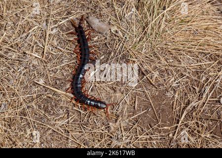 Centipede-Arthropode der Wirbellosen. Schwarzer Tausendfüßler mit roten Pfoten im trockenen Gras Stockfoto