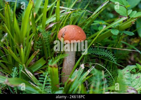Pilze sammeln im Wald. Frische Pilze nach Regen im grünen Gras Stockfoto