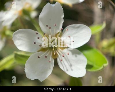 Eine Nahaufnahme einer weißen Kirschpflaume, Prunus cerasifera Stockfoto