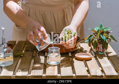 Ernte nicht erkennbare weibliche Gärtnerin in Kleid und Schürze Putting kleine Sukulente Pflanze in Glas mit Wasser an sonnigen Tag Stockfoto