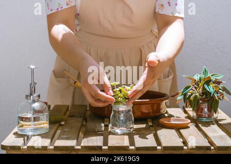 Ernte nicht erkennbare weibliche Gärtnerin in Kleid und Schürze Putting kleine Sukulente Pflanze in Glas mit Wasser an sonnigen Tag Stockfoto