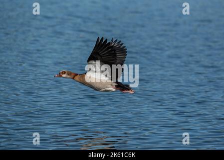 Ägyptische Gans, die mit Flügeln über den Wassersee fliegt Stockfoto