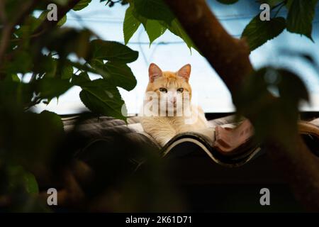 Goiânia, Goias, Brasilien – 10. Oktober 2022: Eine gelbe Katze, die auf dem Dach eines Hauses zwischen Blättern und Ästen eines Baumes ruht. Stockfoto
