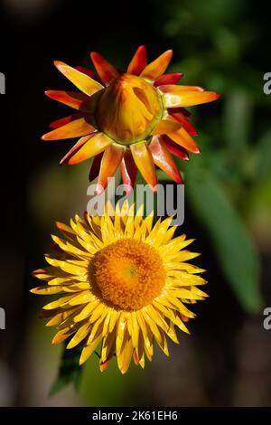 Taplow, Buckinghamshire, Großbritannien. 11.. Oktober 2022. Heute war es ein schöner sonniger Tag in den Gärten des National Trust in Cliveden. Viele der Sommerpflanzen sind noch in Blüte. Quelle: Maureen McLean/Alamy Live News Stockfoto