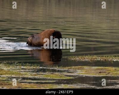 Großer männlicher Bison, der im Sommer den Yellowstone River überquert Stockfoto