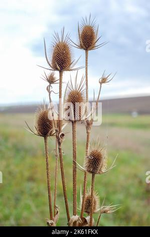 Teel (Dipsacus fullonum) vor einem grünen, verschwommenen Hintergrund, Dipsacus fullonum - eine robuste zweijährige Pflanze. Die Pflanzen haben Stängel stachelig klebrig Stockfoto