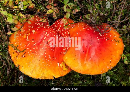 Fly agaric Amanita muscaria Scotland zwei Pilze in voller Farbe im frühen Herbst wachsen unter Heidekraut Stockfoto