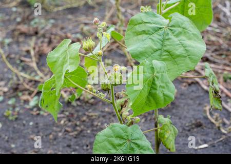 Abutilon indicum indischer abutilon, indische Malve ist ein kleiner Strauch der Familie Malvaceae, der in tropischen und subtropischen Regionen und manchmal auch in Kulturgebieten beheimatet ist Stockfoto