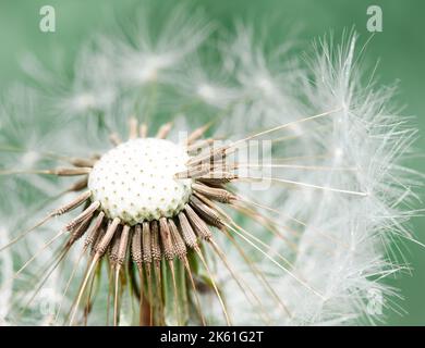 Nahaufnahme eines Dandelions, der zum Samen gegangen ist Stockfoto