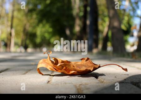 Gefallenes Blatt in der Herbstsaison. Stillleben von Ahornblättern im Herbst. Warme Herbstfarben. Das Ende Stockfoto