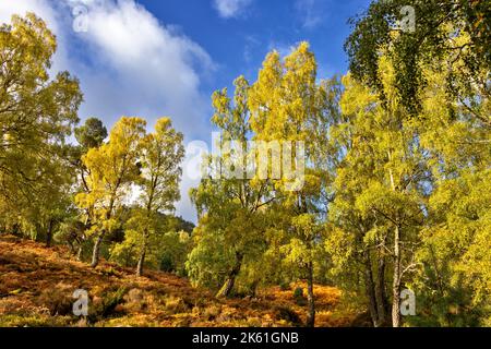 Loch an Eilein Aviemore gelbe Blätter auf Birkenbäumen Betula und orangefarbene Brackenwedel umgeben das Loch an einem schönen Herbsttag Stockfoto
