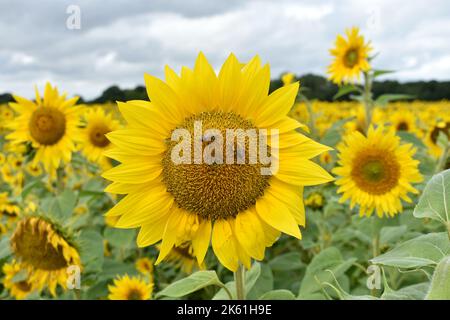 Nahaufnahme eines großen Sonnenblumenkopfes, mit Bienen, die sich in die Samen eingraben, in einem Feld von Sonnenblumen, bereit für die Ernte, im Herbst Stockfoto