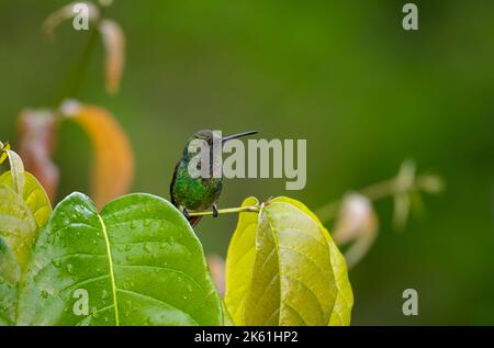 Süßer grüner Kolibri, hoch oben auf einem Ast, Blätter trocknen nach Regen ab Stockfoto