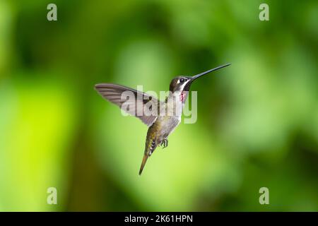 Langschnabel-Kolibri, isoliert auf grünem Hintergrund, der in der Luft schwebt. Stockfoto