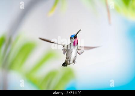 Tropische Szene eines Kolibris mit rubinfarbenem Hals in der Karibik. Stockfoto