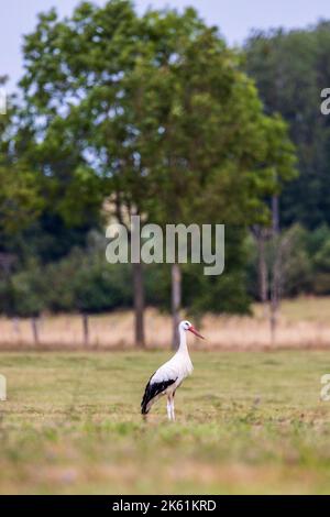 Ciconia-Cigognes dans un pré Frankreich, Elsass, été Stockfoto