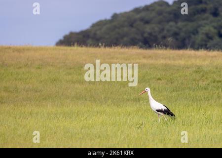 Ciconia-Cigognes dans un pré Frankreich, Elsass, été Stockfoto