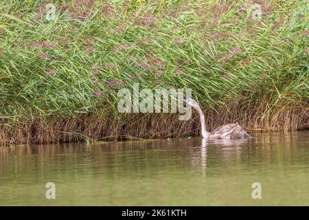 Juveniler Stummschwan, der sich am Blatt ernährt, Frankreich, Stockfoto