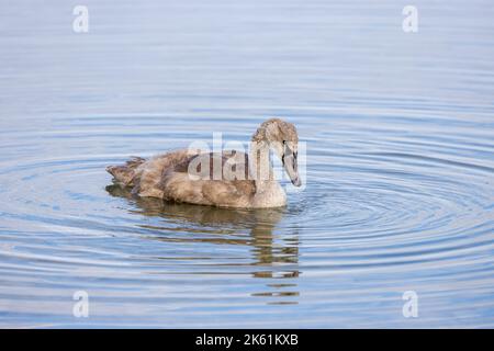 Juveniler stummer Schwan auf einem See, Frankreich, Manche Stockfoto