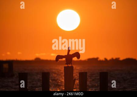 Silhütte eines einsamen Pelikanvogels mit ausgebreiteten Flügeln auf einem hölzernen Zaunpfahl gegen den leuchtend orangefarbenen Sonnenuntergang über dem Seegrund und der großen untergehenden Sonne. Stockfoto