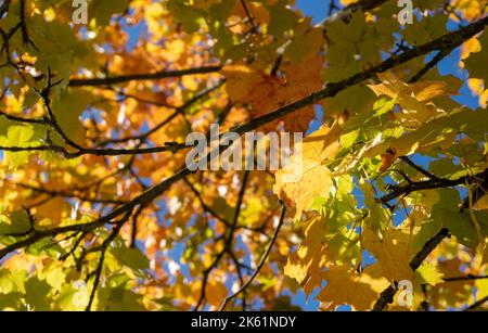 Blätter im Herbst Hintergrund Stockfoto