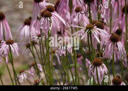 Nahaufnahme eines östlichen violetten Kegelblumenfeldes (Echinacea purpurea) Stockfoto