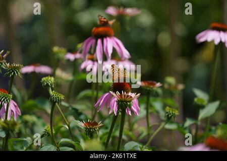 Eine Nahaufnahme von Schmetterlingen auf östlichen violetten Kegelblumen (Echinacea purpurea) Stockfoto