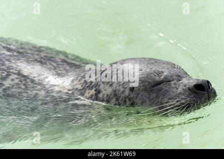 Seehund in Gefangenschaft Stockfoto