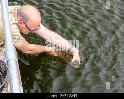 Ein Fischer least eine Regenbogenforelle, die auf Esthwaite Water, Lake District, Großbritannien, gefangen wurde. Stockfoto