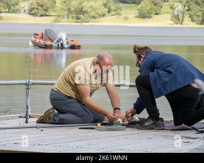 Ein Fischer entfernt einen Haken von einer Regenbogenforelle, die auf Esthwaite Water, Lake District, Großbritannien, gefangen wurde. Stockfoto