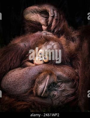 Barney klammert sich an Mama Monica. Ragunan Zoo, Jakarta: DIESE ENTZÜCKENDEN Fotos zeigen, wie ein Orang-Utan-Baby sich an seine Mutter klammert, um das süßeste Bündchen f zu kreieren Stockfoto