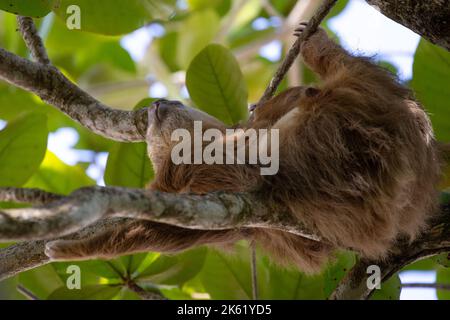 Ein kuscheliges Dreizehen-Faultier hängt an einer Zweigstelle im Cahuita-Nationalpark, Costa Rica. Stockfoto