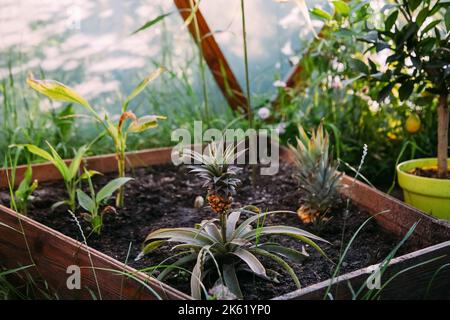 Ananas Anbau Gewächshaus Botanik natürlich Stockfoto