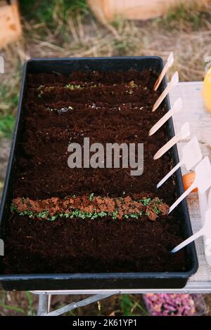 Keimling Plank Pflanzen Anbau Gewächshaus Farm Stockfoto