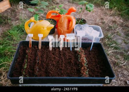 Keimling Anbau Gewächshaus Bauernhof natürlich Stockfoto