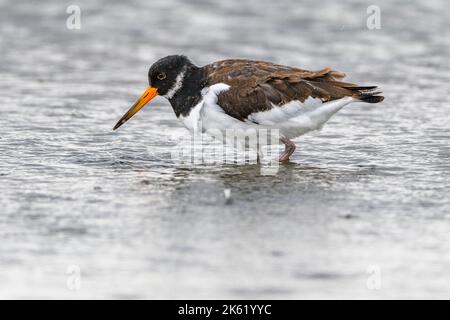 Juvenile Eurasische Austernfischer (Haematopus ostralegus) im Mandö (Nationalpark Wattenmeer), südwestliches Jylland, Dänemark im September. Stockfoto