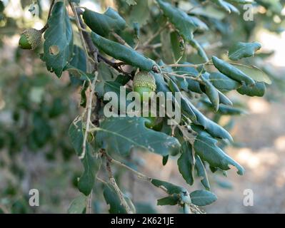 Eicheln auf der Korkeiche (Quercus suber), Gallura, Sardinien, Italien. Stockfoto