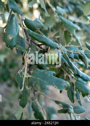 Eicheln auf der Korkeiche (Quercus suber), Gallura, Sardinien, Italien. Stockfoto