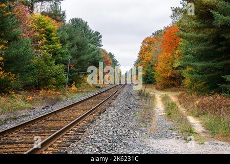 An einem bewölkten Herbsttag können Sie durch einen Wald schnasen. Ein Schalter ist in der Ferne sichtbar. Wunderschöne Herbstfarben. Stockfoto