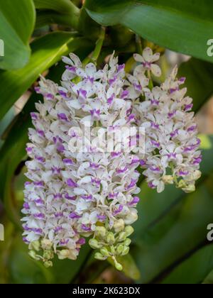 Nahaufnahme von weißen und violetten Blütenhaufen von rhynchostylis gigantea epiphytischen Orchideenarten, die im Freien auf natürlichem Hintergrund blühen Stockfoto