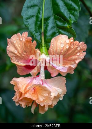Nahaufnahme der farbenfrohen orangen und roten Hibiskus rosa sinensis el capitolio Blume mit Regentropfen auf grünem natürlichem Hintergrund Stockfoto
