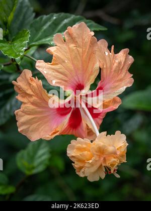 Nahaufnahme der leuchtend orangefarbenen und roten Hibiskus rosa sinensis el capitolio Blume mit Regentropfen auf grünem natürlichem Hintergrund Stockfoto