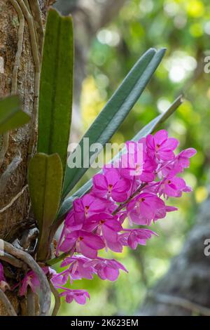 Nahaufnahme der leuchtend rosa Blüten der tropischen epiphytischen Orchideenarten ascocentrum ampullaceum, die im Freien in natürlicher Umgebung blühen Stockfoto