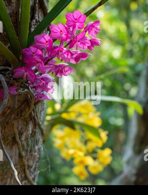 Farbenfrohe rosa Blüten der epiphytischen wilden Orchideenart ascocentrum ampullaceum, die im Freien mit gelbem dendrobium im Hintergrund blüht Stockfoto