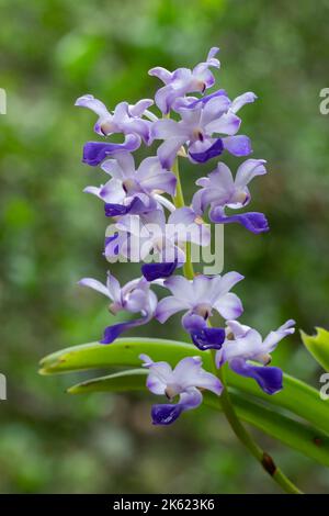 Nahaufnahme der schönen violett blauen Blüten von rhynchostylis coelestris epiphytische Orchideenarten, die auf natürlichem Hintergrund blühen Stockfoto