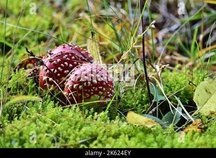 Amanita muscaria, allgemein bekannt als the fly Agaric oder amanita Fliegen Stockfoto