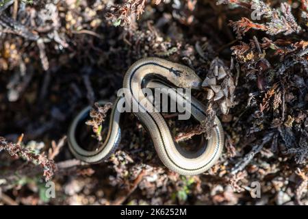 Junger langsamer Wurm (Anguis fragilis), britisches Reptil auf der Heide-Website von Surrey, England, Großbritannien Stockfoto