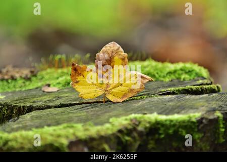 Herbstlicher Hintergrund mit gefallenem Blatt und Moos, Bakony, Ungarn Stockfoto