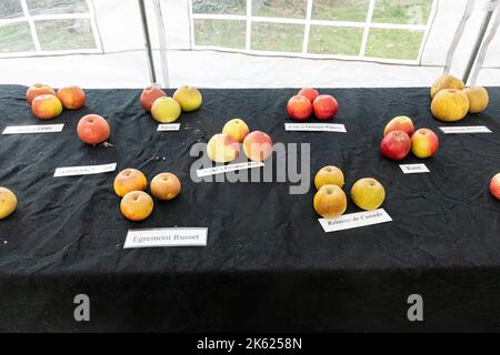 Blackmoor Apple Tasting Day, eine jährliche Herbstveranstaltung im Dorf Hampshire, England, im Oktober. Apfelsorten auf dem Display. Stockfoto