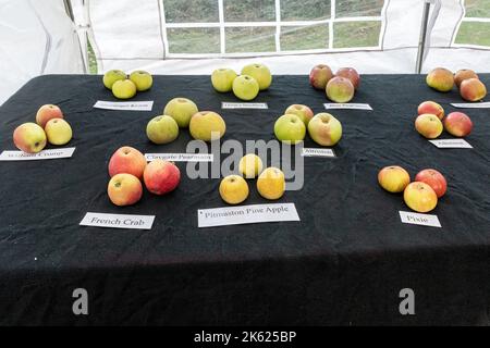 Blackmoor Apple Tasting Day, eine jährliche Herbstveranstaltung im Dorf Hampshire, England, im Oktober. Apfelsorten auf dem Display. Stockfoto